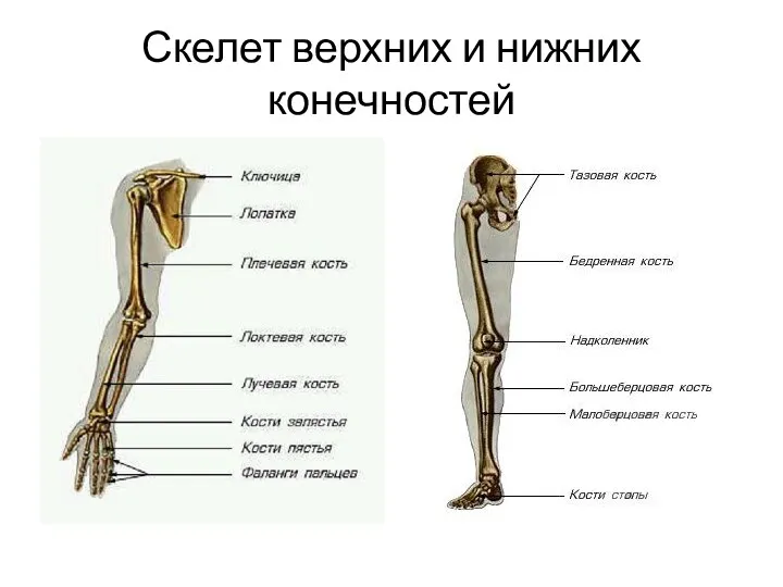 Скелет верхних и нижних конечностей