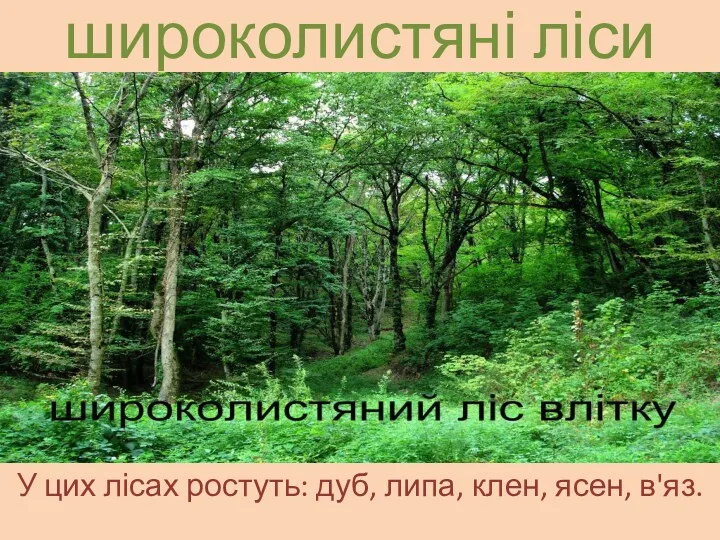 широколистяні ліси У цих лісах ростуть: дуб, липа, клен, ясен, в'яз.