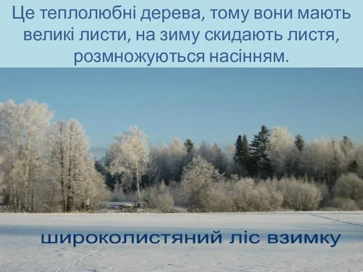 Це теплолюбні дерева, тому вони мають великі листи, на зиму скидають листя, розмножуються насінням.