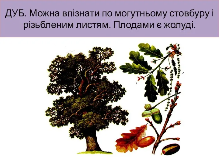 ДУБ. Можна впізнати по могутньому стовбуру і різьбленим листям. Плодами є жолуді.