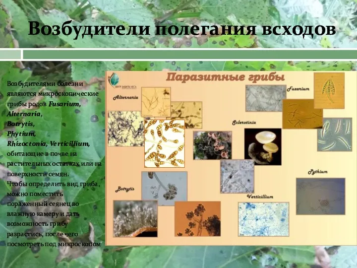 Возбудителями болезни являются микроскопические грибы родов Fusarium, Alternaria, Botrytis, Phytium,