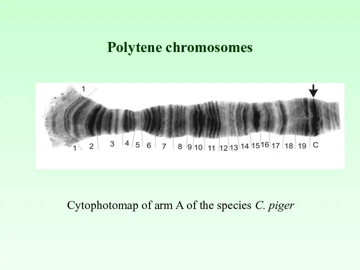 Polytene chromosomes Cytophotomap of arm A of the species C. piger