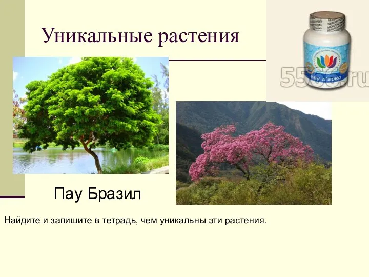 Уникальные растения Пау Бразил Найдите и запишите в тетрадь, чем уникальны эти растения.