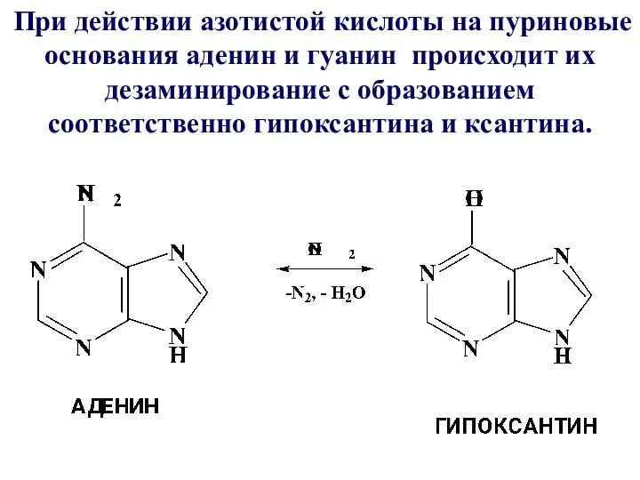 При действии азотистой кислоты на пуриновые основания аденин и гуанин