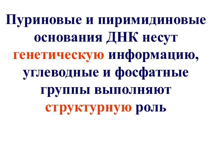 Пуриновые и пиримидиновые основания ДНК несут генетическую информацию, углеводные и фосфатные группы выполняют структурную роль