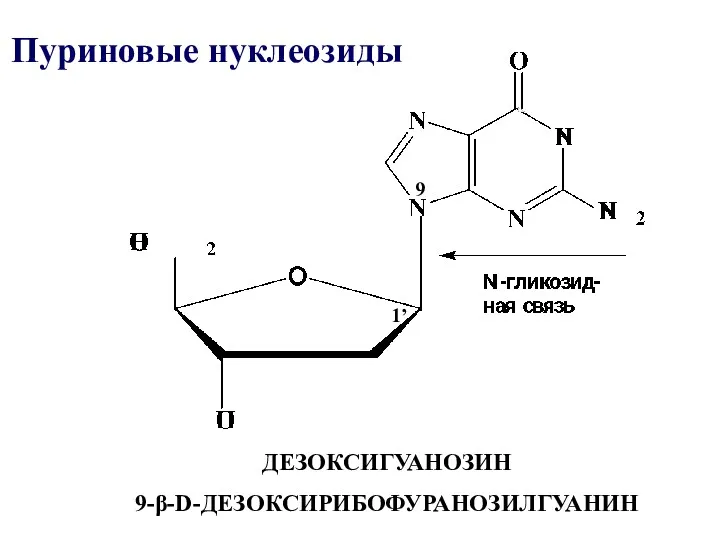ДЕЗОКСИГУАНОЗИН 9-β-D-ДЕЗОКСИРИБОФУРАНОЗИЛГУАНИН Пуриновые нуклеозиды 9 1’