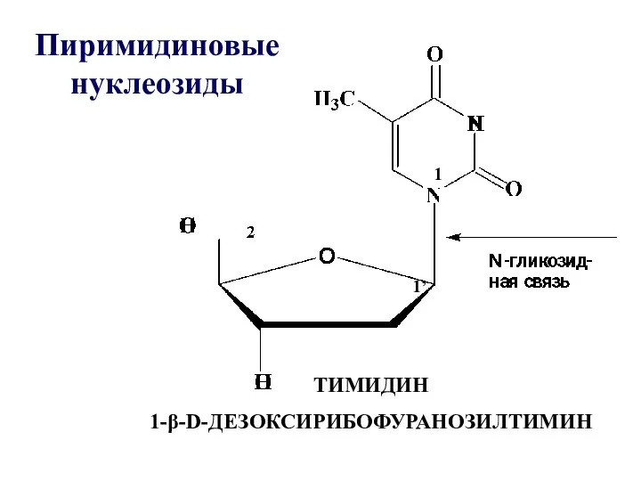 ТИМИДИН 1-β-D-ДЕЗОКСИРИБОФУРАНОЗИЛТИМИН Пиримидиновые нуклеозиды 1 1’