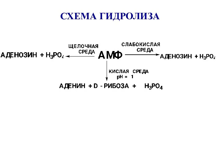 СХЕМА ГИДРОЛИЗА