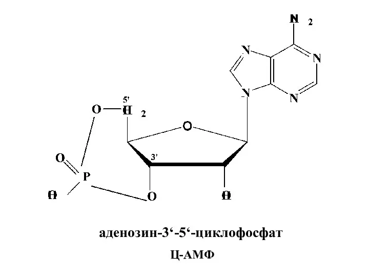 аденозин-3‘-5‘-циклофосфат Ц-АМФ