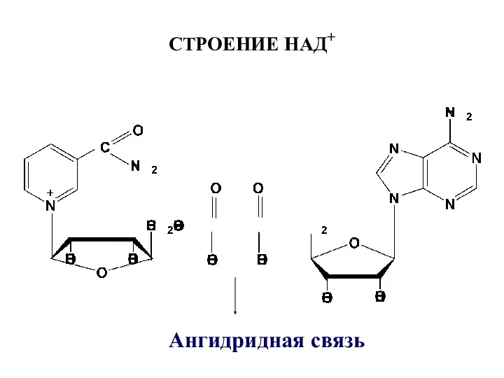 СТРОЕНИЕ НАД+ Ангидридная связь