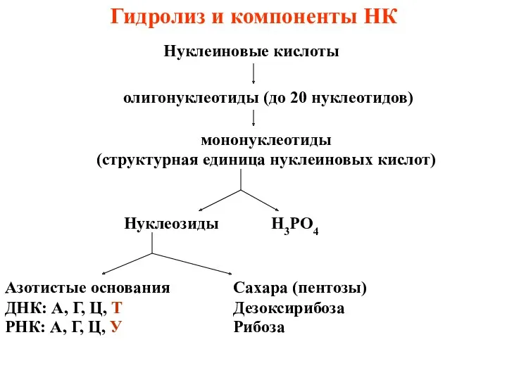 Гидролиз и компоненты НК Нуклеиновые кислоты олигонуклеотиды (до 20 нуклеотидов)