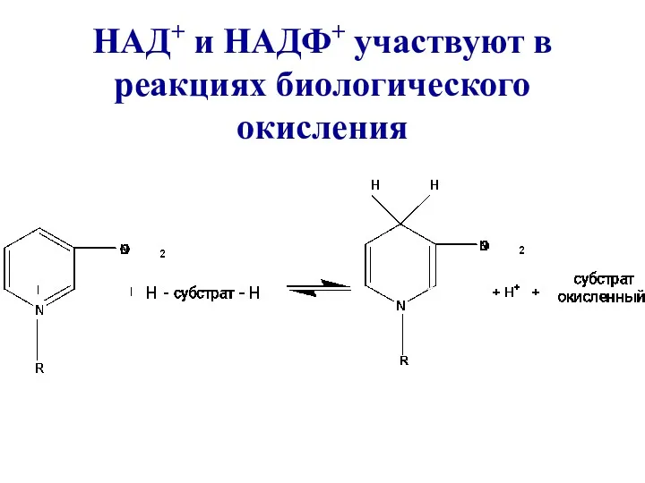 НАД+ и НАДФ+ участвуют в реакциях биологического окисления