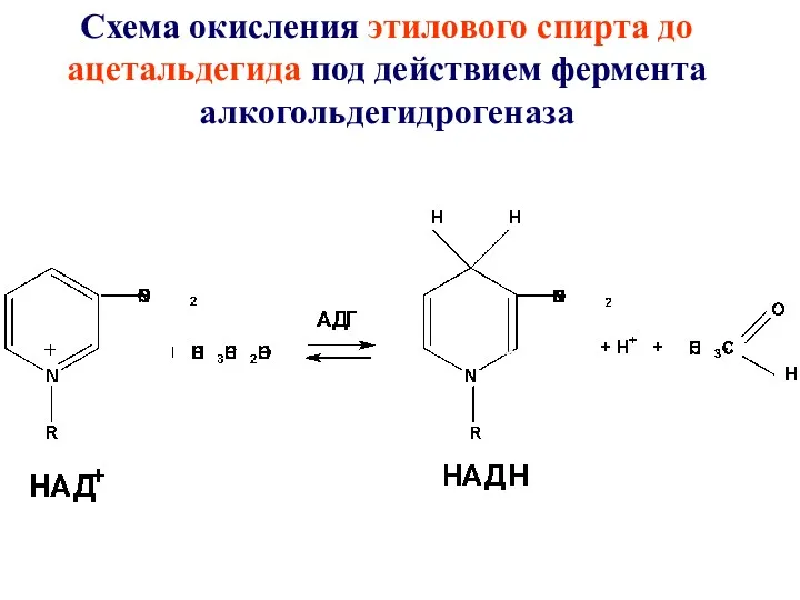 Схема окисления этилового спирта до ацетальдегида под действием фермента алкогольдегидрогеназа