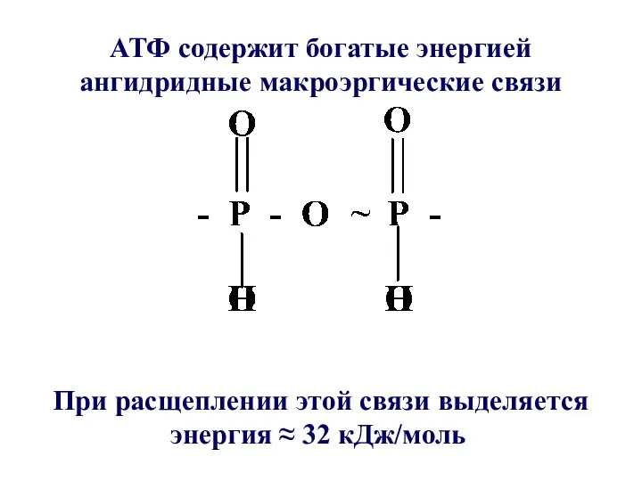 АТФ содержит богатые энергией ангидридные макроэргические связи При расщеплении этой связи выделяется энергия ≈ 32 кДж/моль