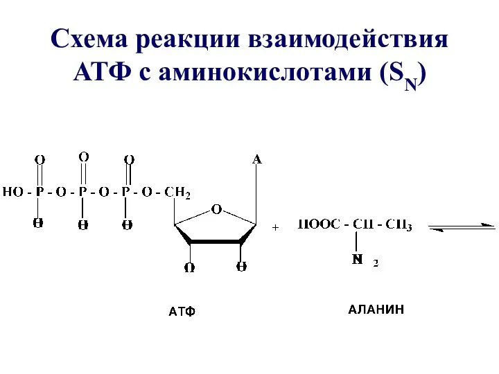 Схема реакции взаимодействия АТФ с аминокислотами (SN)
