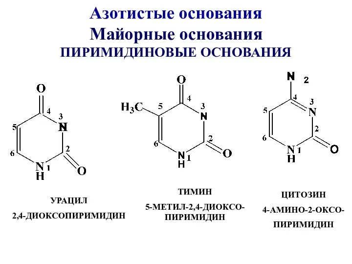 ТИМИН 5-МЕТИЛ-2,4-ДИОКСО-ПИРИМИДИН ЦИТОЗИН 4-АМИНО-2-ОКСО- ПИРИМИДИН УРАЦИЛ 2,4-ДИОКСОПИРИМИДИН Азотистые основания Майорные основания ПИРИМИДИНОВЫЕ ОСНОВАНИЯ