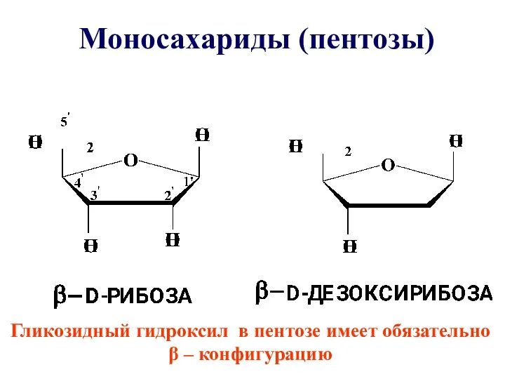 Моносахариды (пентозы) Гликозидный гидроксил в пентозе имеет обязательно β – конфигурацию