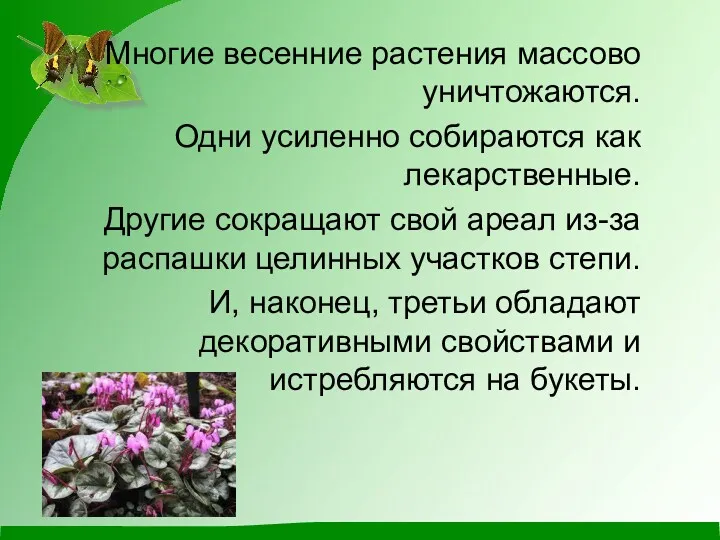 Многие весенние растения массово уничтожаются. Одни усиленно собираются как лекарственные.