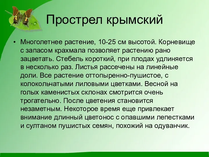 Прострел крымский Многолетнее растение, 10-25 см высотой. Корневище с запасом