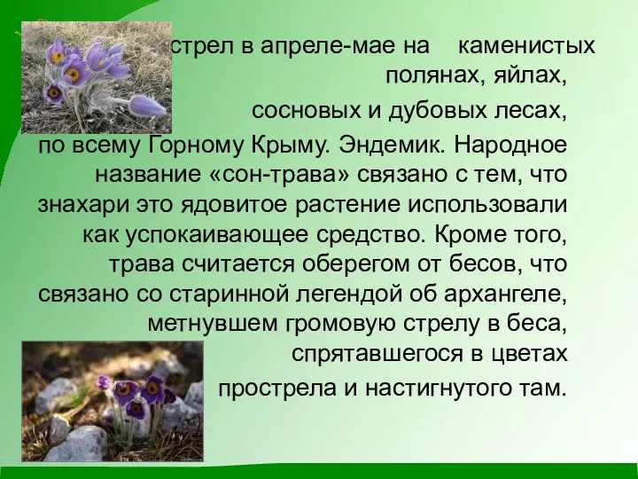 Цветет прострел в апреле-мае на каменистых полянах, яйлах, сосновых и