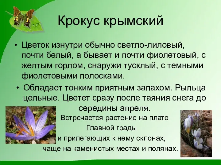 Крокус крымский Цветок изнутри обычно светло-лиловый, почти белый, а бывает