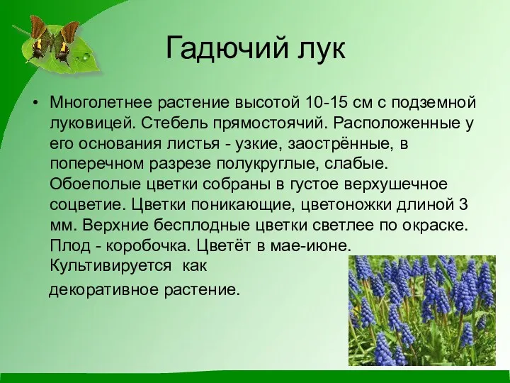 Гадючий лук Многолетнее растение высотой 10-15 см с подземной луковицей.