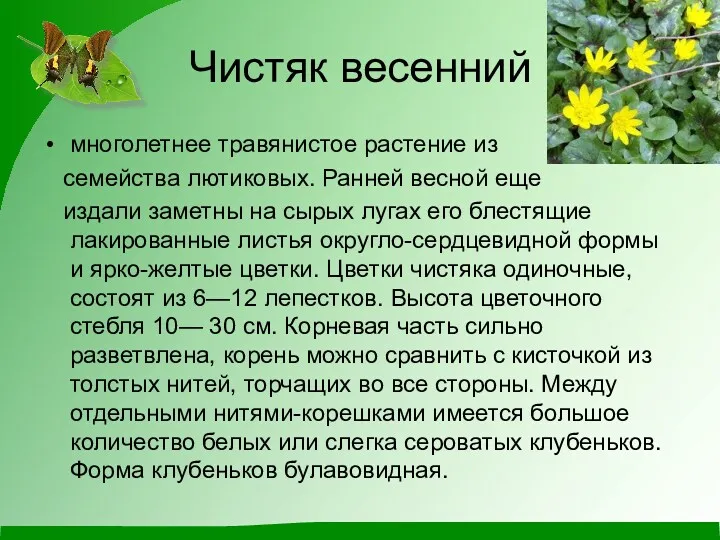 Чистяк весенний многолетнее травянистое растение из семейства лютиковых. Ранней весной