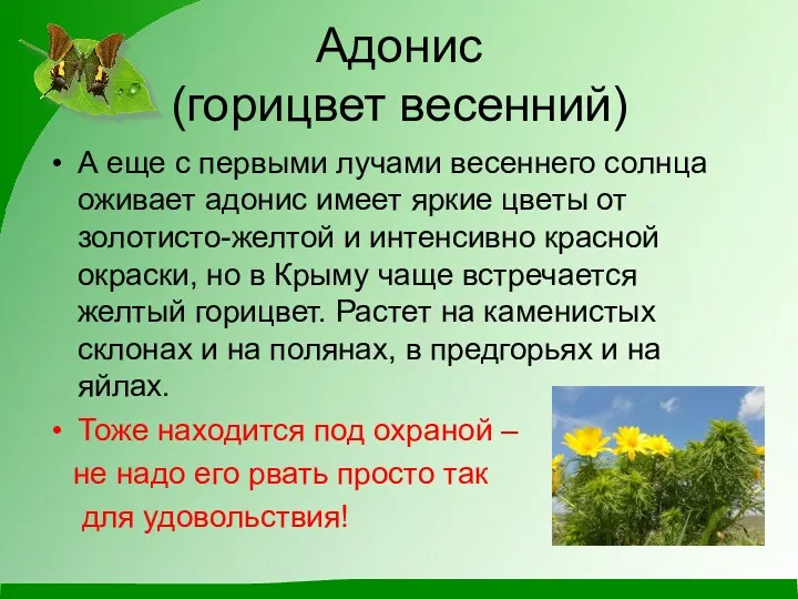 Адонис (горицвет весенний) А еще с первыми лучами весеннего солнца