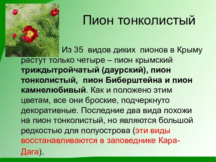 Пион тонколистый Из 35 видов диких пионов в Крыму растут