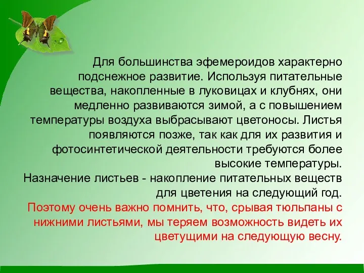 Для большинства эфемероидов характерно подснежное развитие. Используя питательные вещества, накопленные