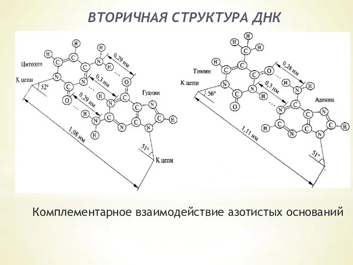 ВТОРИЧНАЯ СТРУКТУРА ДНК Комплементарное взаимодействие азотистых оснований