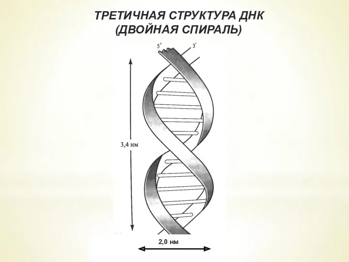 ТРЕТИЧНАЯ СТРУКТУРА ДНК (ДВОЙНАЯ СПИРАЛЬ)