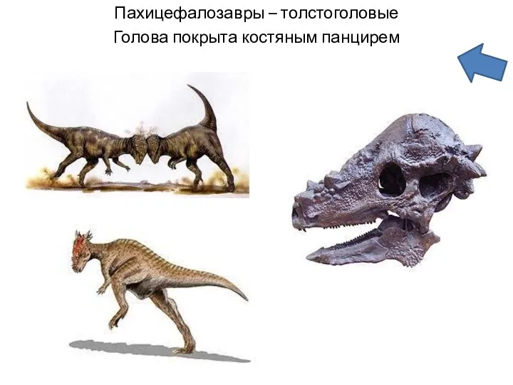 Пахицефалозавры – толстоголовые Голова покрыта костяным панцирем