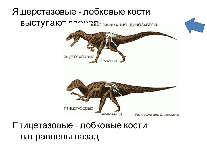 Ящеротазовые - лобковые кости выступают вперед Птицетазовые - лобковые кости направлены назад