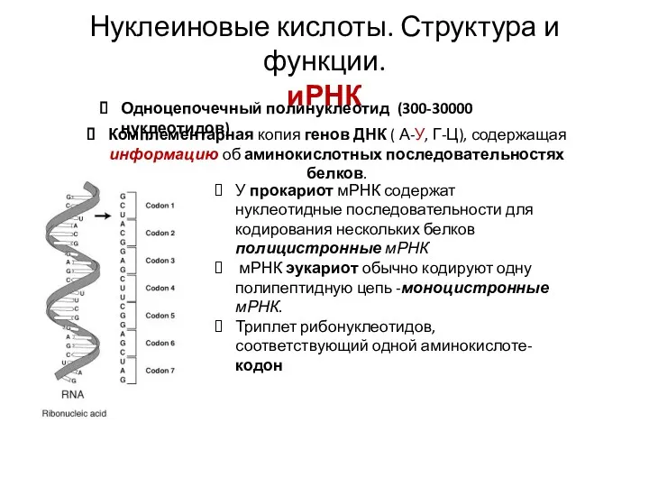 Нуклеиновые кислоты. Структура и функции. иРНК Комплементарная копия генов ДНК