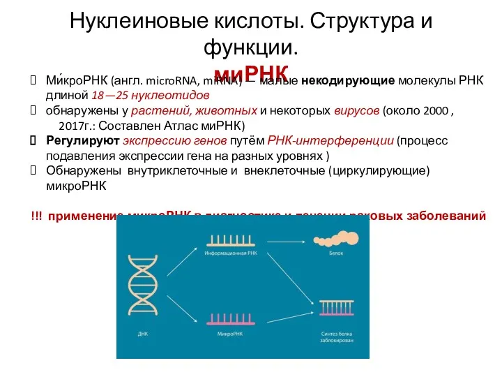 Нуклеиновые кислоты. Структура и функции. миРНК Ми́кроРНК (англ. microRNA, miRNA)