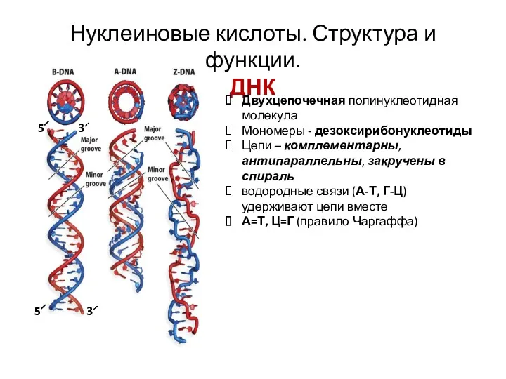 Нуклеиновые кислоты. Структура и функции. ДНК Двухцепочечная полинуклеотидная молекула Мономеры