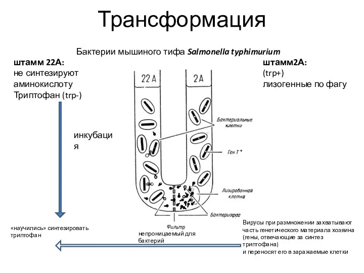 Трансформация Бактерии мышиного тифа Salmonella typhimurium штамм 22А: не синтезируют