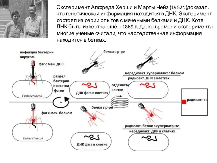 Эксперимент Алфреда Херши и Марты Чейз (1952г.)доказал, что генетическая информация