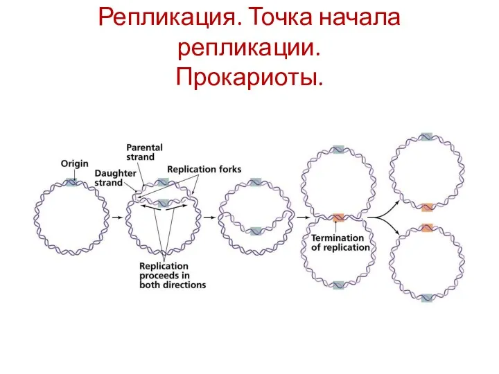 Репликация. Точка начала репликации. Прокариоты.