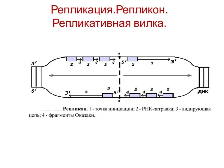 Репликация.Репликон. Репликативная вилка.