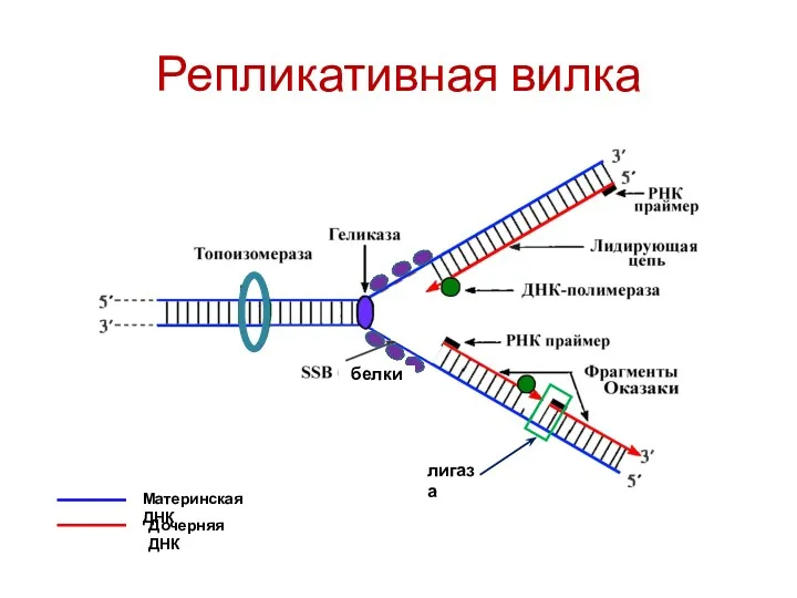 Репликативная вилка Материнская ДНК Дочерняя ДНК