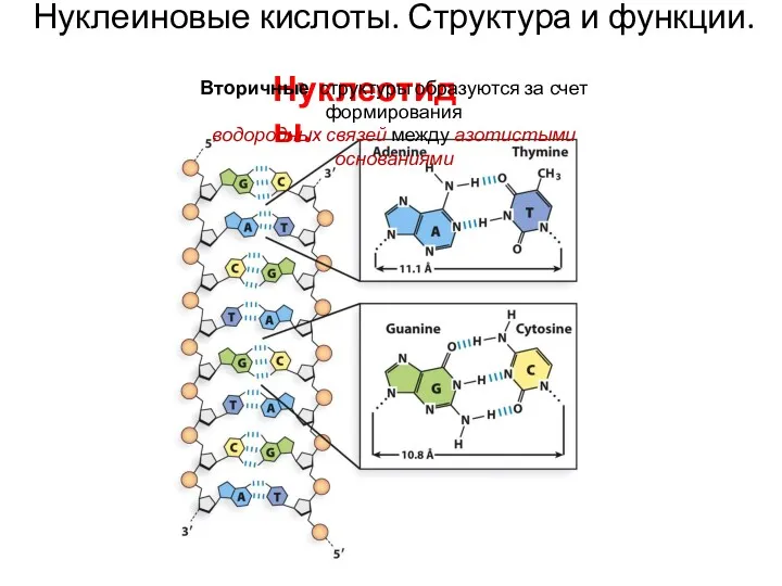 Нуклеиновые кислоты. Структура и функции. Нуклеотиды. Вторичные структуры образуются за