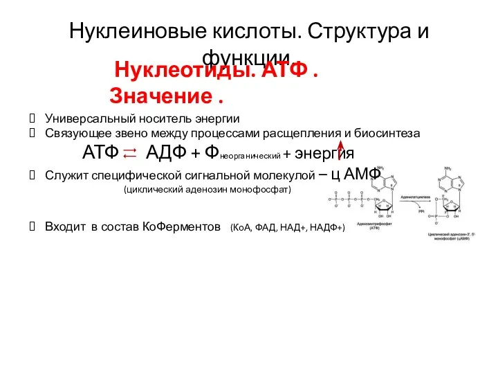 Универсальный носитель энергии Связующее звено между процессами расщепления и биосинтеза