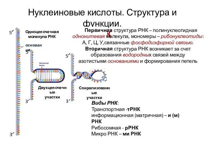 Нуклеиновые кислоты. Структура и функции. РНК Одноцепочечная молекула РНК основания