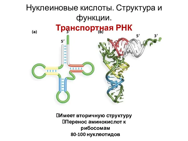 Нуклеиновые кислоты. Структура и функции. Транспортная РНК Имеет вторичную структуру Перенос аминокислот к рибосомам 80-100 нуклеотидов