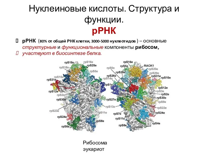 Нуклеиновые кислоты. Структура и функции. рРНК рРНК (80% от общей