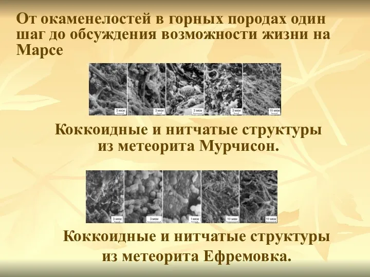 Коккоидные и нитчатые структуры из метеорита Мурчисон. Коккоидные и нитчатые