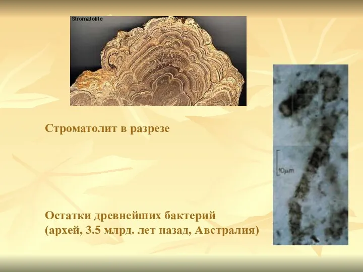Строматолит в разрезе Остатки древнейших бактерий (архей, 3.5 млрд. лет назад, Австралия)
