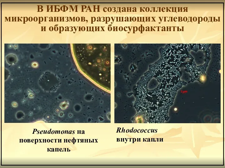 В ИБФМ РАН создана коллекция микроорганизмов, разрушающих углеводороды и образующих